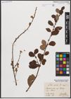 Foto von Salix aurita L.